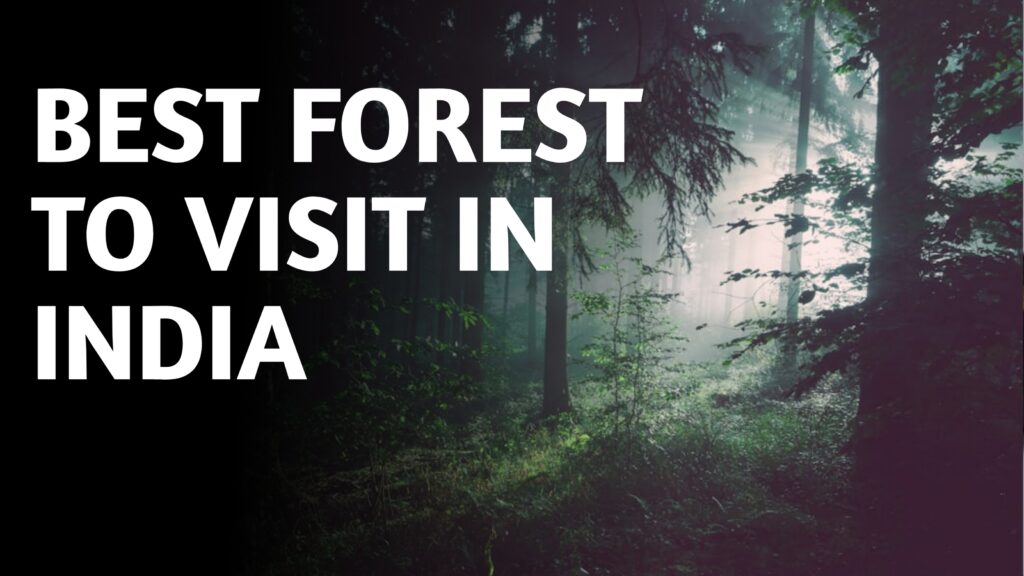 Top 5 Forest Places To Visit In India