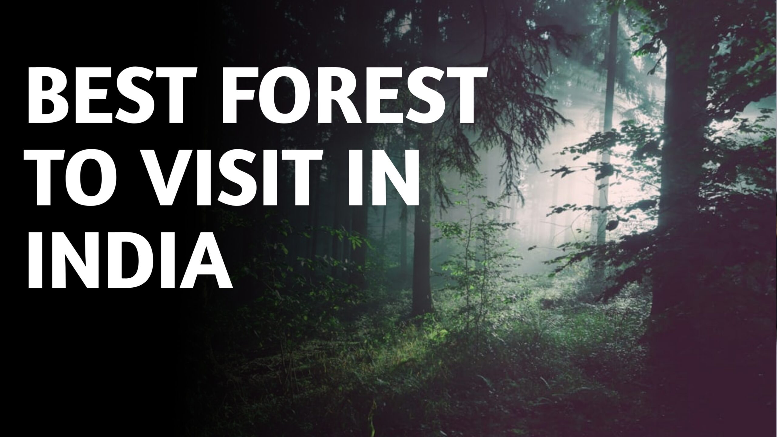 Top 5 Forest Places To Visit In India